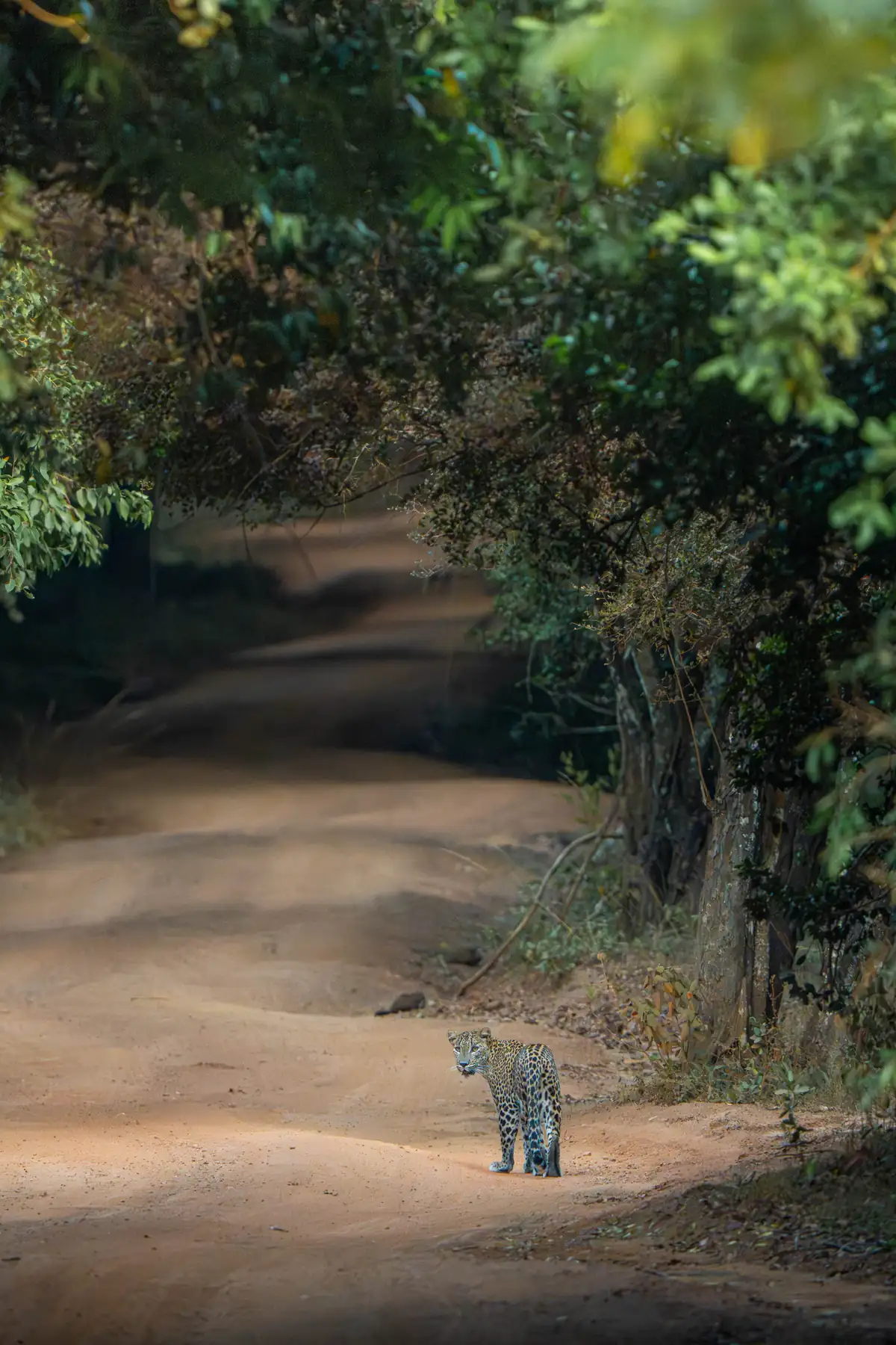 Private Safari