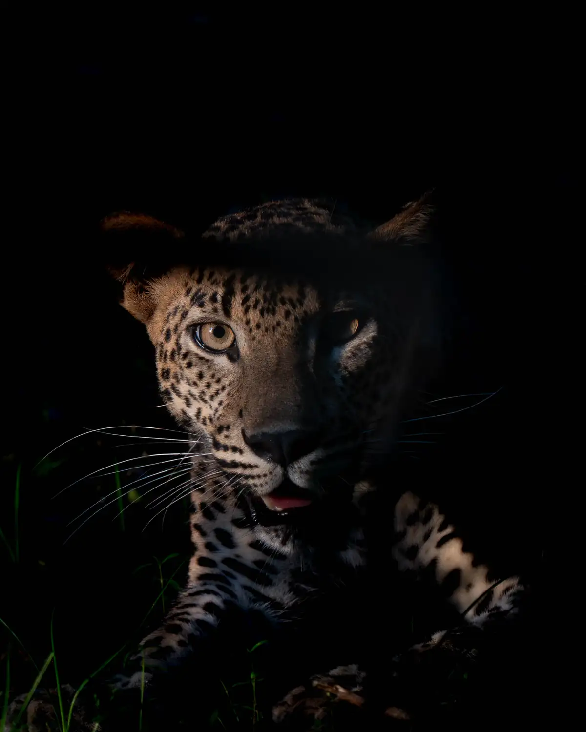 Leopard photographed at golden hour in Wilpattu
