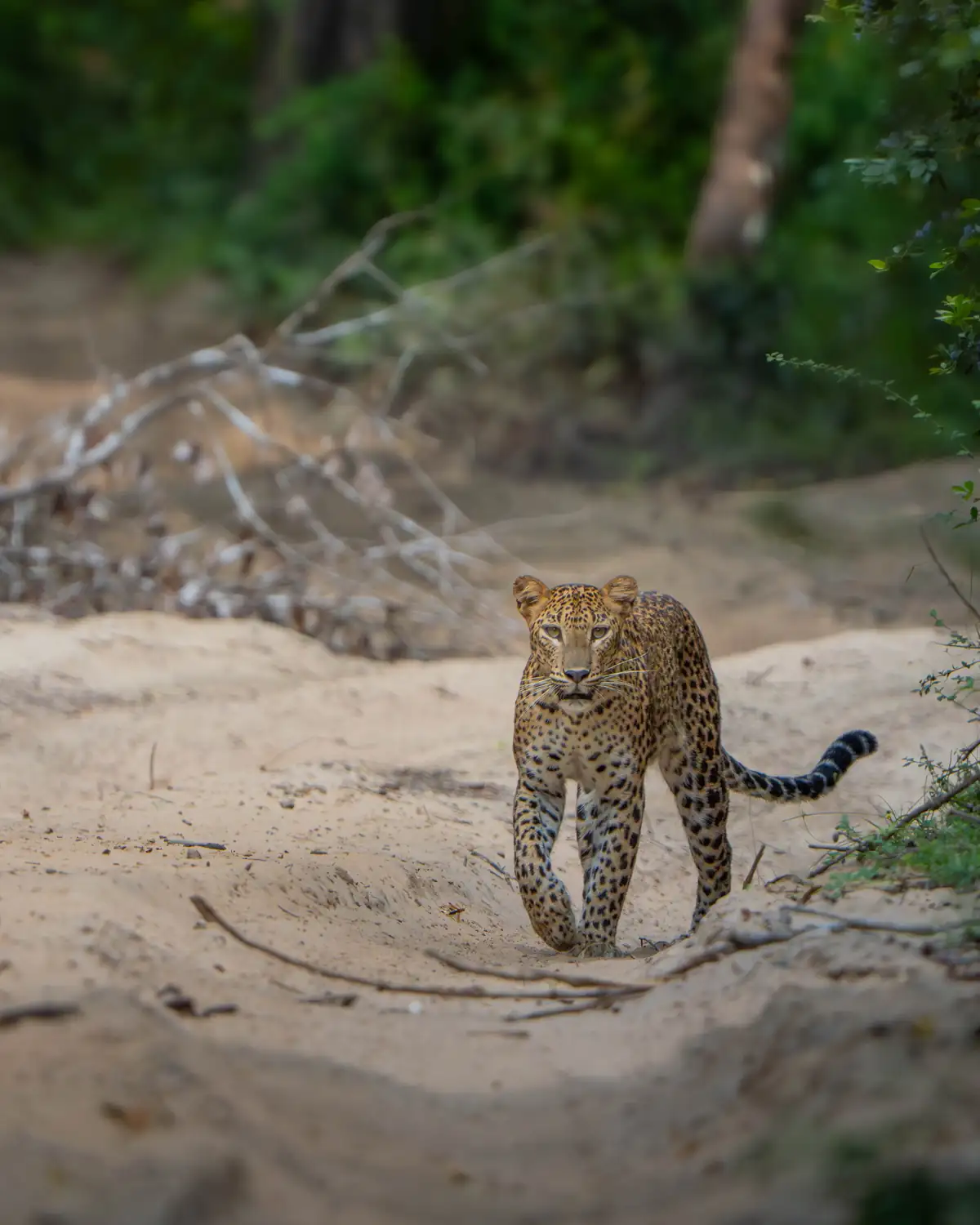 Leopard sighting in Wilpattu National Park