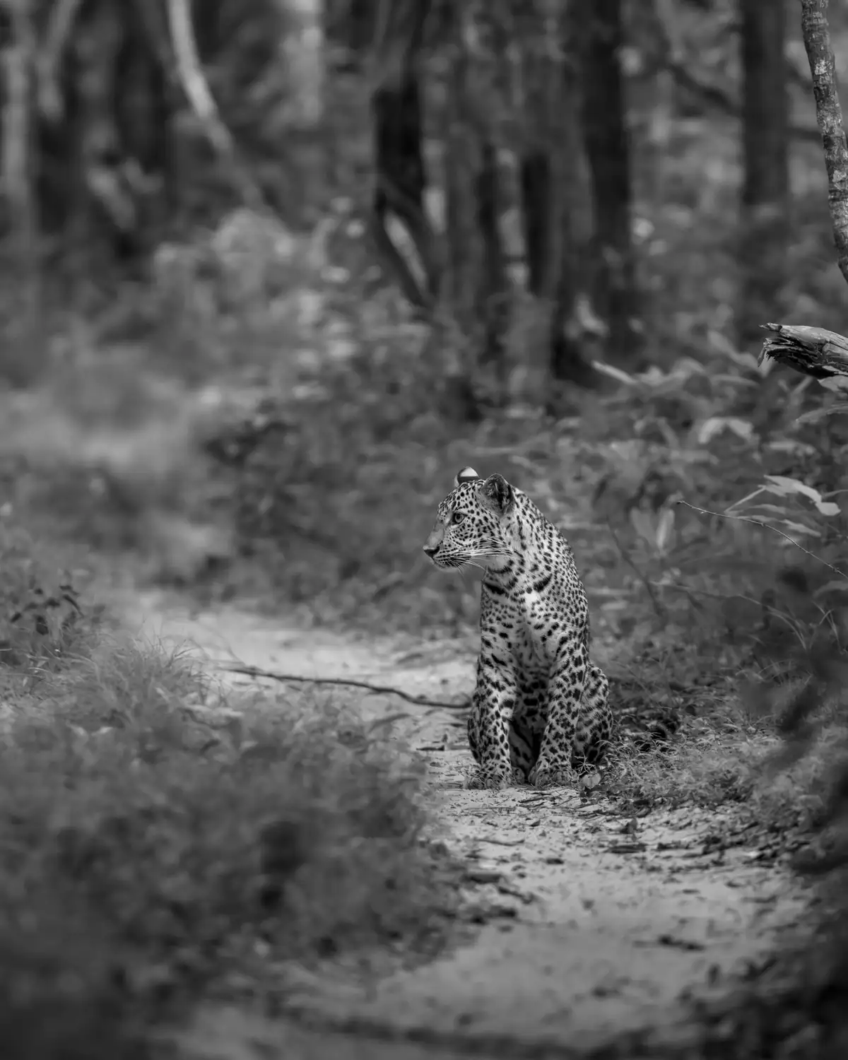 Leopard sighting during golden hour in Wilpattu